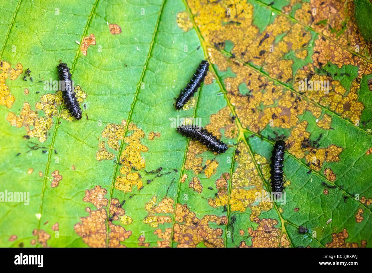 Closeup of a small alder leaf beetle, agelastica alni, caterpillar climbing up on green grass and reeds on a summer day. Stock Photo