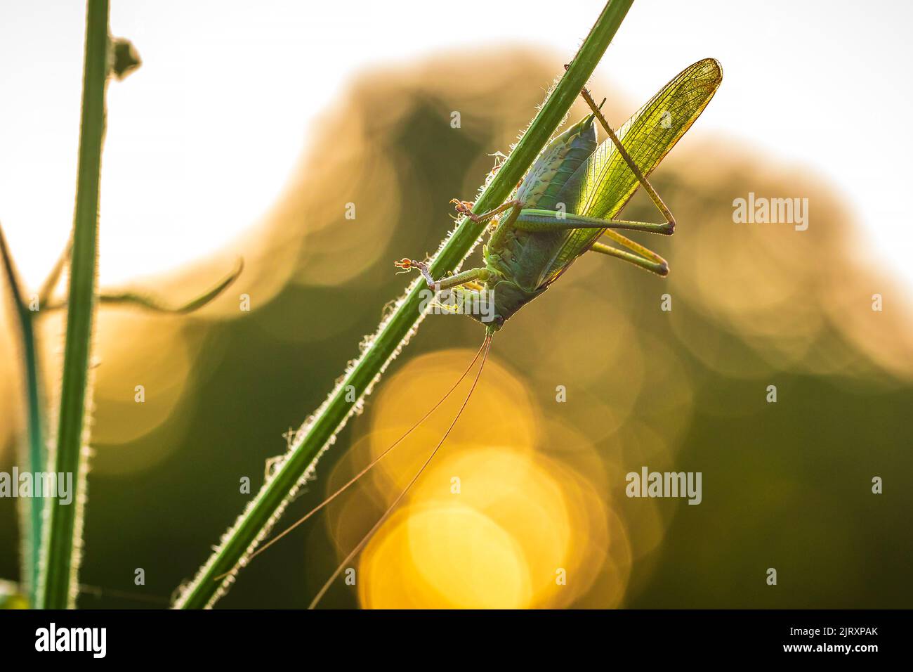 Macro close-up of a Great Green Bush-cricket male, Tettigonia viridissima, during sunset Stock Photo