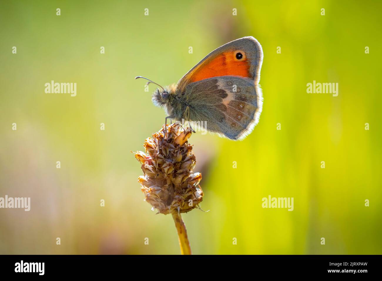 Closeup of a small heath butterfly, Coenonympha pamphilus, resting in sunlight in grass with wings closed Stock Photo