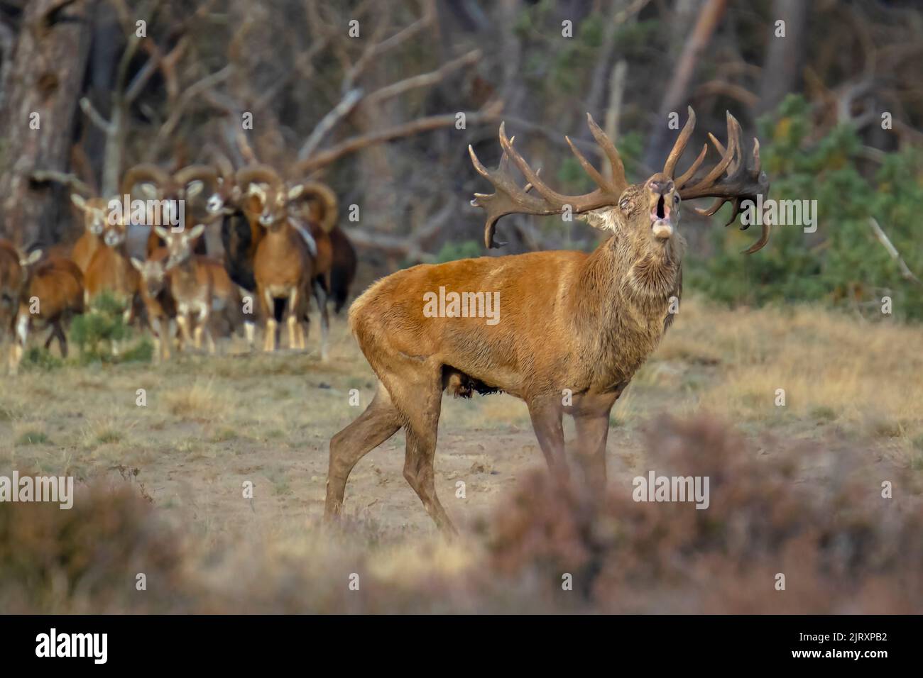 Red deer male, cervus elaphus, rutting during mating season on a field near a forest in purple heather blooming. National parc de Hoge Veluwe Stock Photo