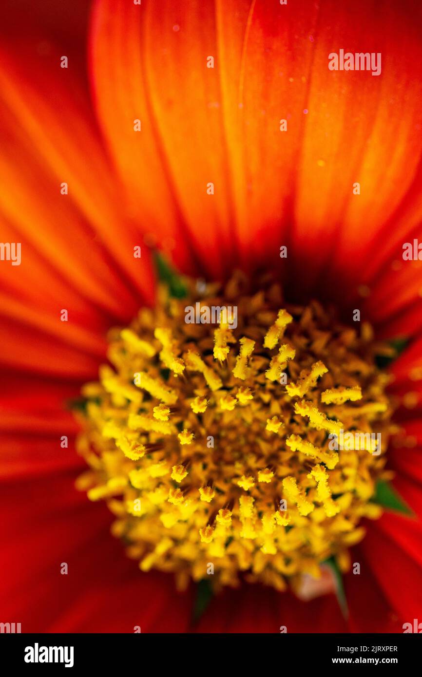 Macro photography reveals the pollen in clumps on a common zinnia flower (Zinnia elegans) Stock Photo