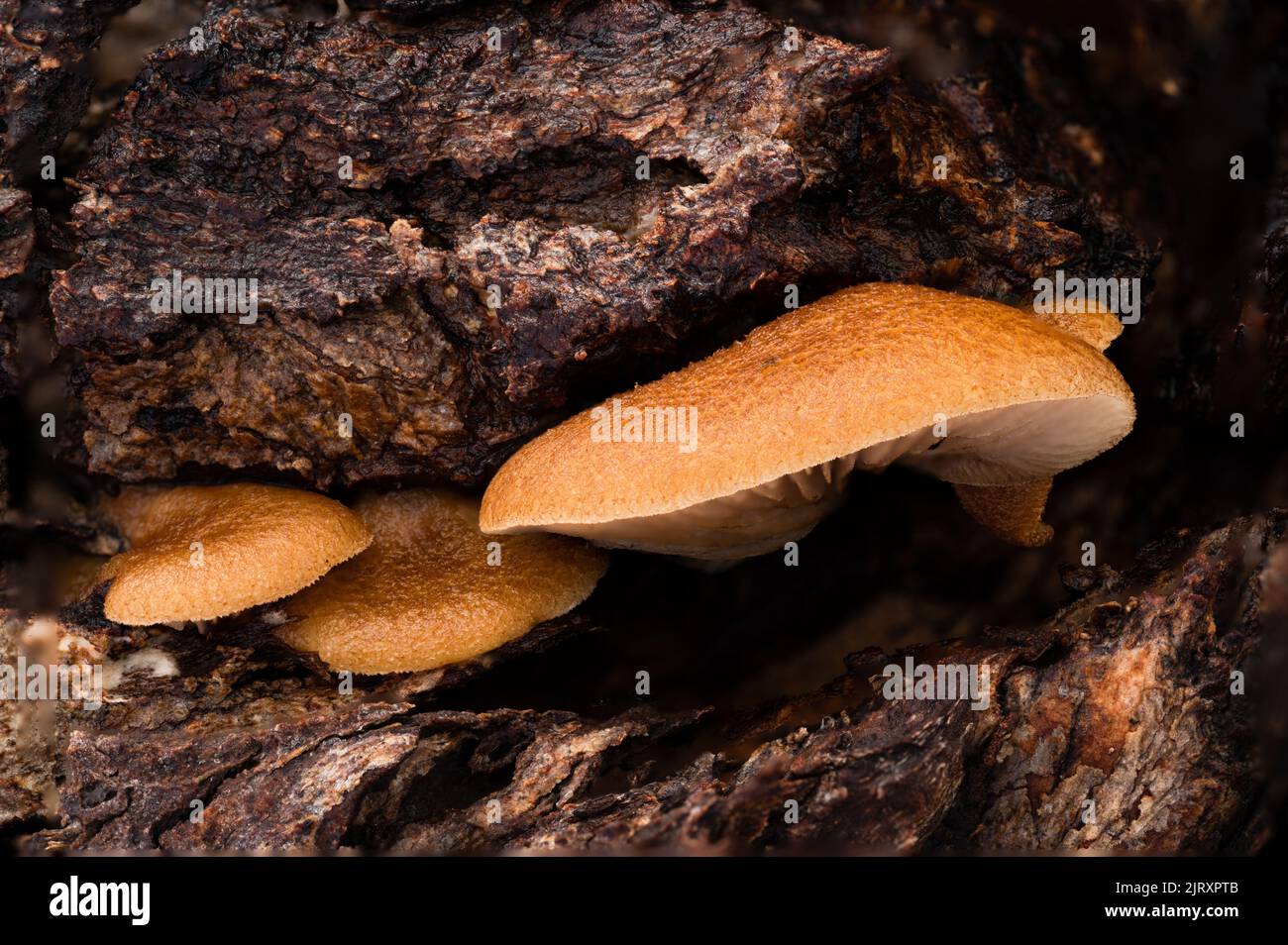 fungi in tree Stock Photo