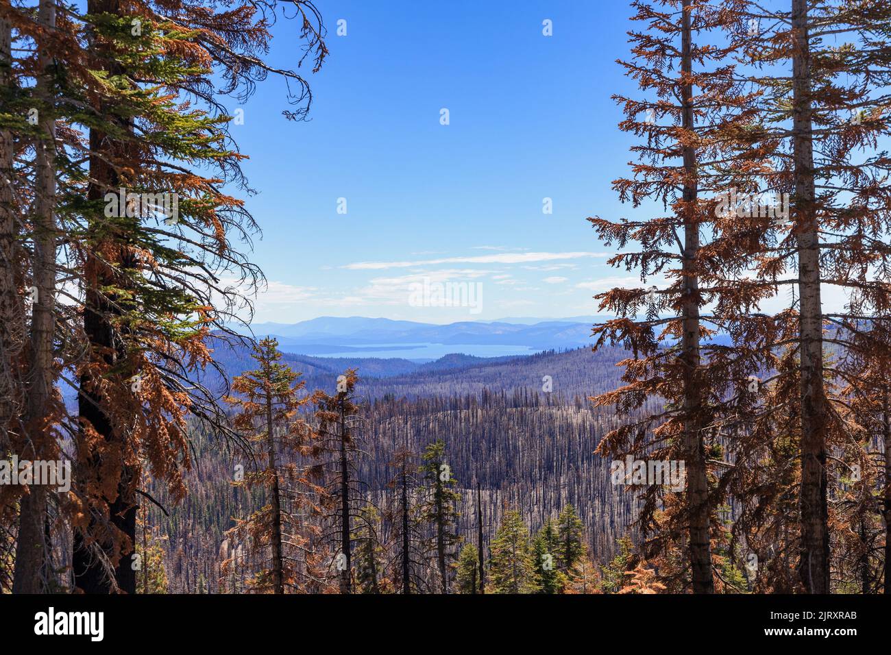 A mesmerizing shot of a landscape fully covered by fir trees in autumn