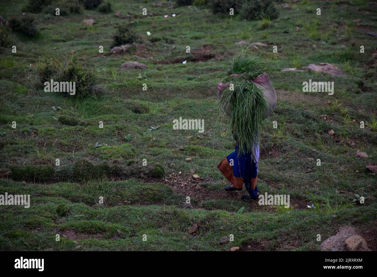 Srinagar, India. 26th Aug, 2022. A woman carries hay as she walks along a hill on a cloudy day on the outskirts of Srinagar. Light to moderate rains continued to lash Kashmir and Meteorological Department has predicted fairly widespread light to moderate showers in the next 24 hours. (Photo by Saqib Majeed/SOPA Images/Sipa USA) Credit: Sipa USA/Alamy Live News Stock Photo