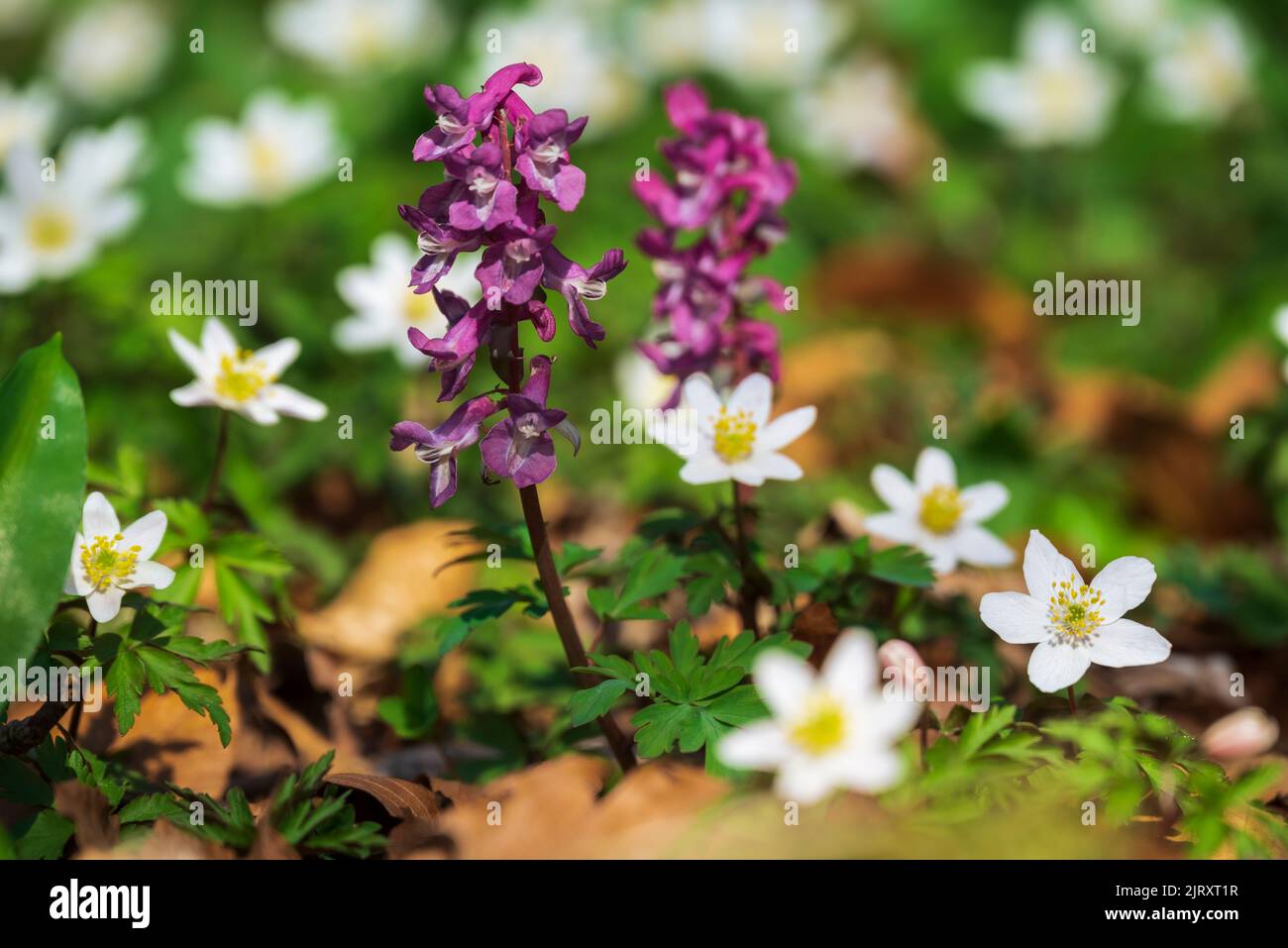 Purple flowering hollow larkspur (Corydalis cava), growing among wood anemones (Anemonoides nemorosa) in a spring forest in Germany Stock Photo