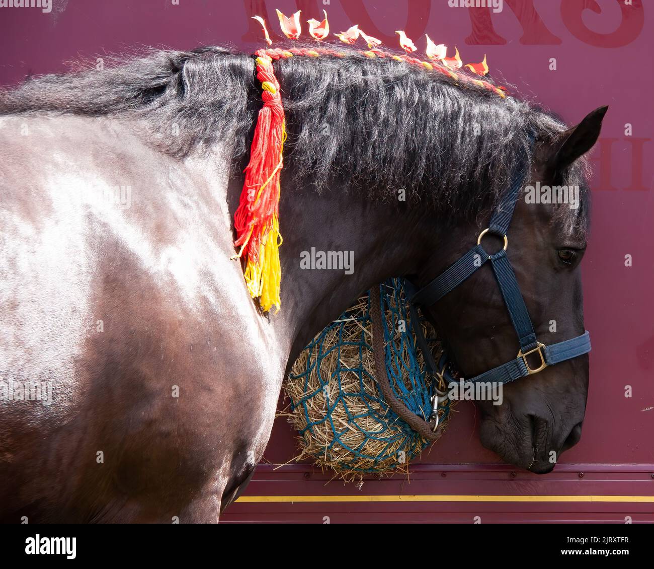The dark brown shire Draft horse with ornate ribbon in mane, closeup