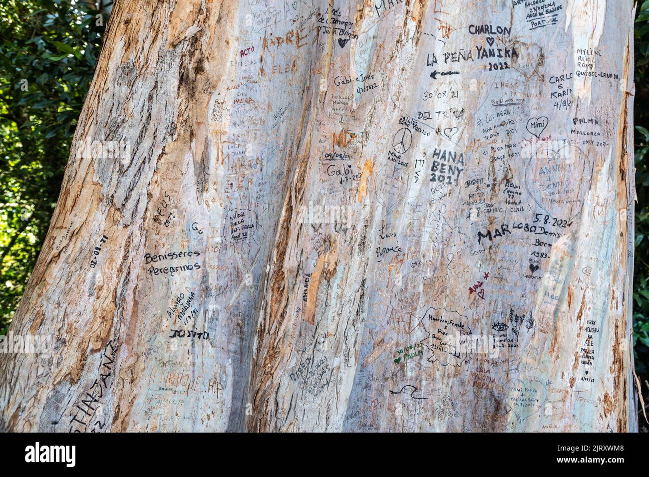 Writing On Tree on  The Camino De Santiago In Spain Stock Photo