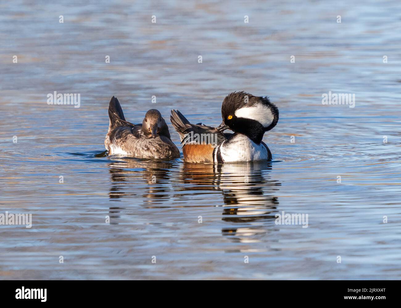 A Hooded Merganser with beautiful head feathers grooming on a sunny day with its female partner beside him. Viewed close up. Stock Photo
