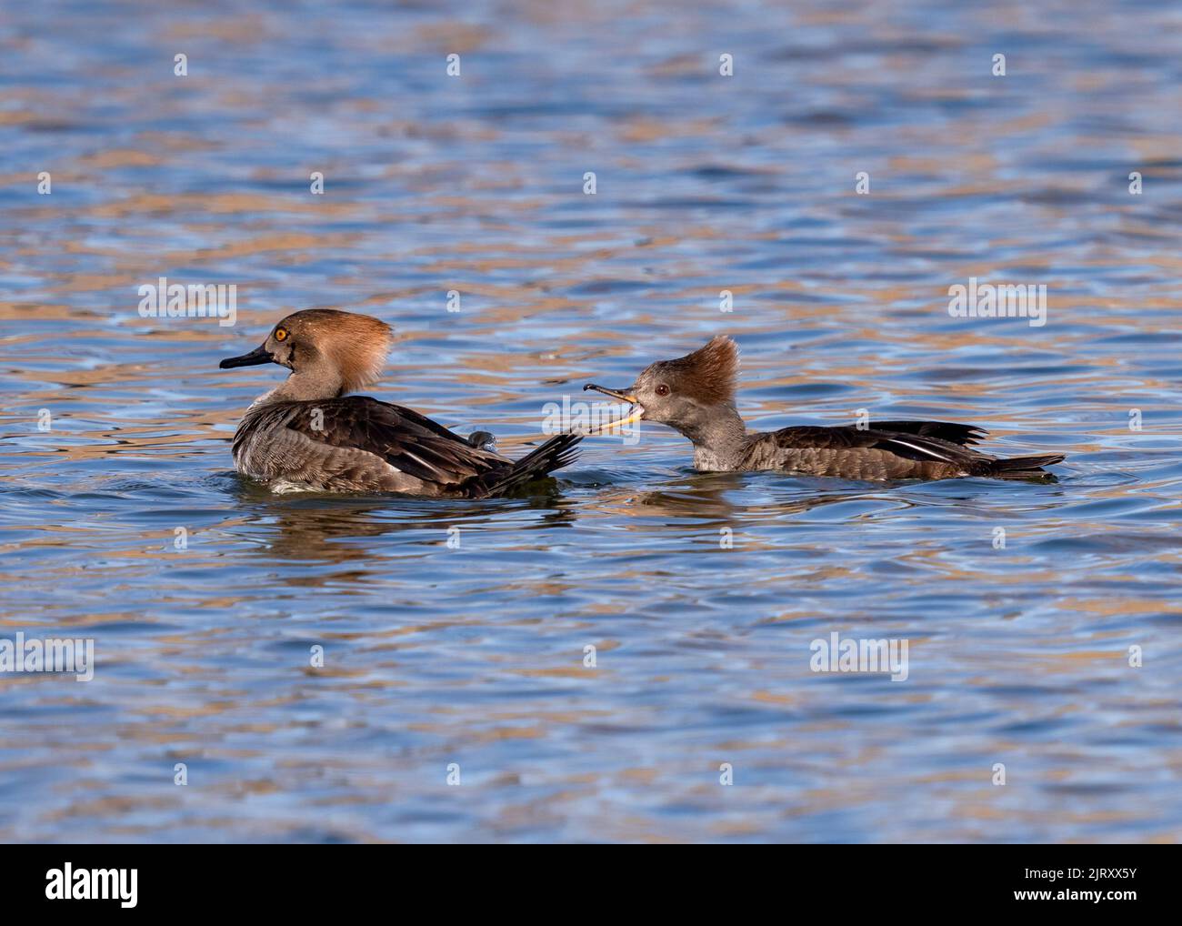 A female Hooded Merganser snaps at a young male, identifiable with its dark beak, yellow eye and dark feather outlines on its face. Stock Photo