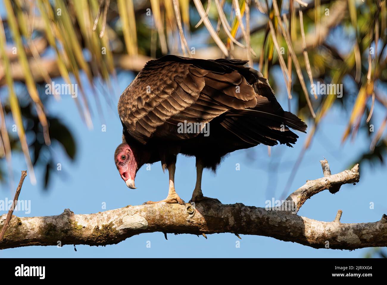 American buzzard hires stock photography and images Alamy