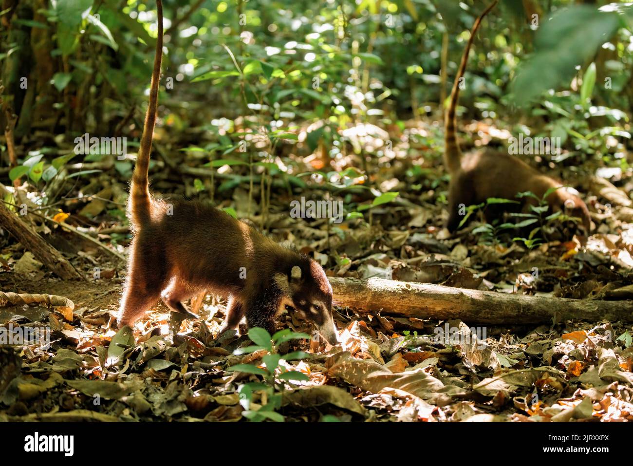 Coatis (Nasuella) roaming in the Corcovado national park rainforest looking for food among the fallen leaves, Osa peninsula, Costa Rica Stock Photo