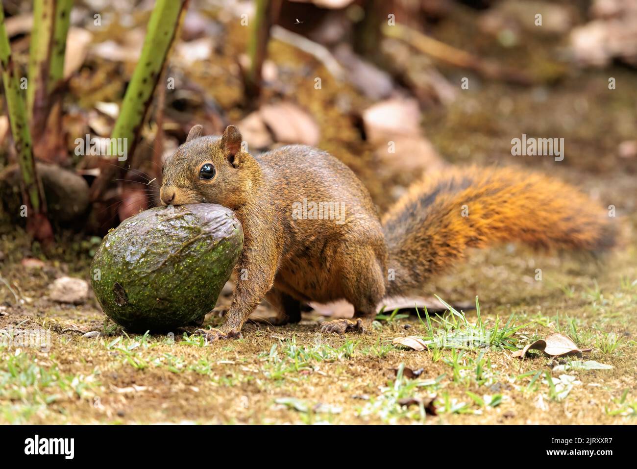 Grey squirrel (Sciurus carolinensis) eating a green avocado on a concrete ground Stock Photo