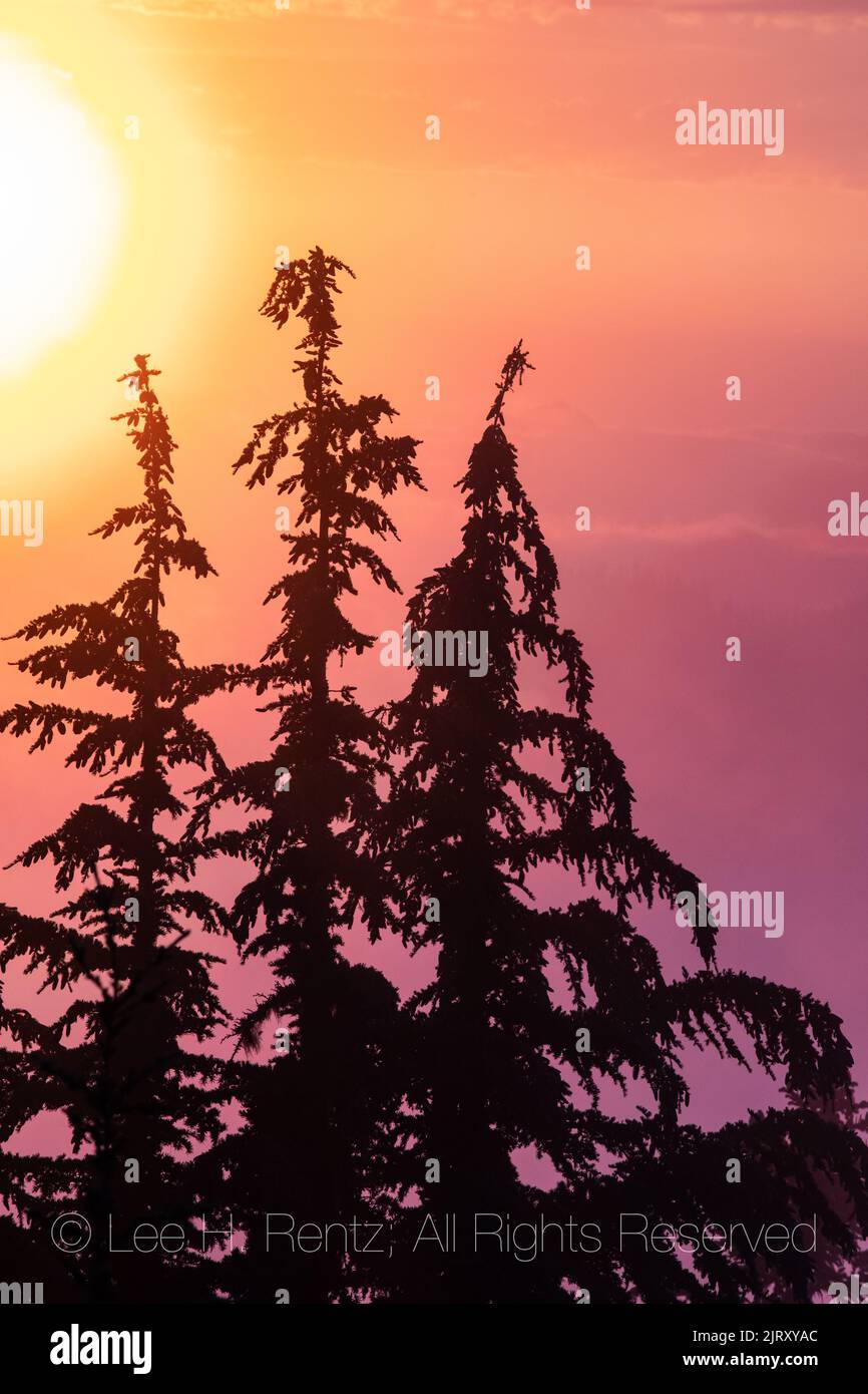 Mountain Hemlocks, Tsuga mertensiana, against a dramatic sunset at Evergreen Mountain Lookout, Cascade Range, Mt. Baker-Snoqualmie National Forest, Wa Stock Photo