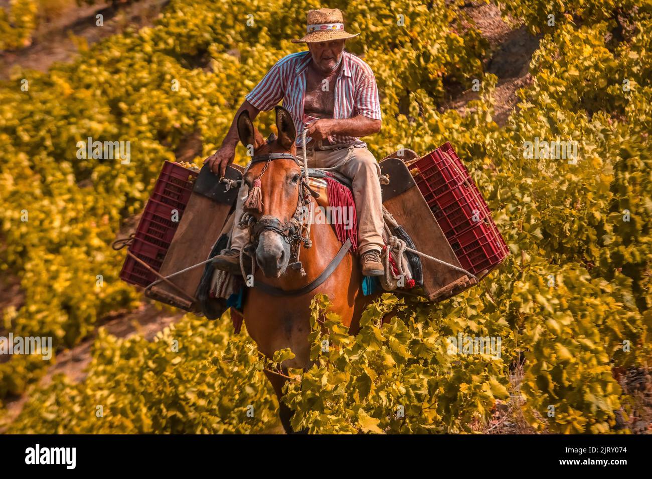 Moclinejo, Malaga, Spain. 26th Aug, 2022. One of the most artisanal harvests in Europe has started these days in the region of La Axarquia, grapes with their difficult harvesting due to the complexity of the terrain and its high slopes, is made by hand and with the use of mules. (Credit Image: © Lorenzo Carnero/ZUMA Press Wire) Credit: ZUMA Press, Inc./Alamy Live News Stock Photo