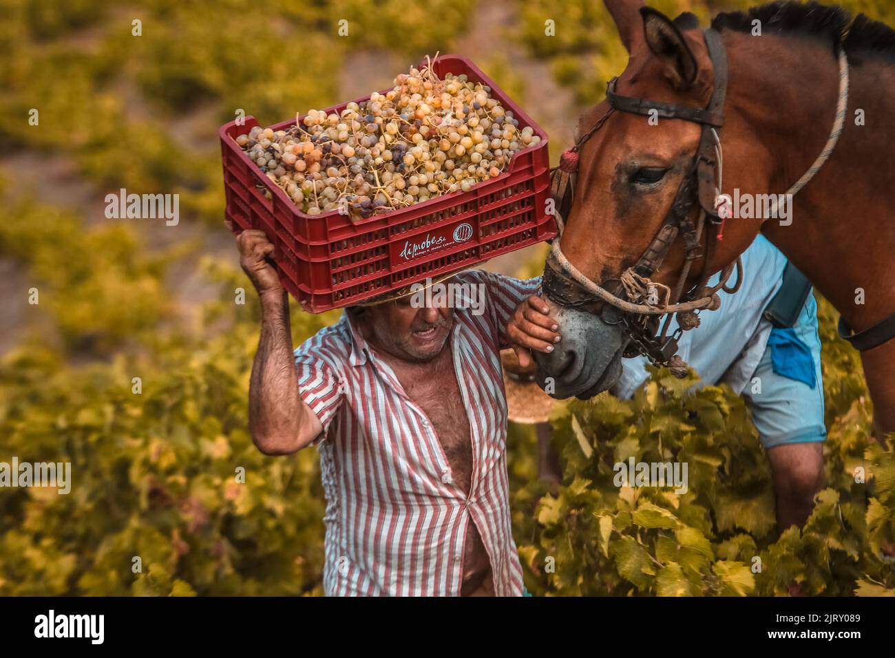 Moclinejo, Malaga, Spain. 26th Aug, 2022. One of the most artisanal harvests in Europe has started these days in the region of La Axarquia, grapes with their difficult harvesting due to the complexity of the terrain and its high slopes, is made by hand and with the use of mules. (Credit Image: © Lorenzo Carnero/ZUMA Press Wire) Credit: ZUMA Press, Inc./Alamy Live News Stock Photo