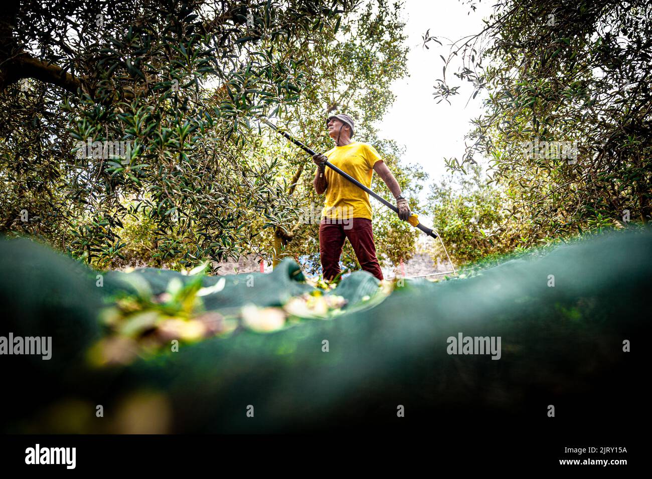 olive picking and processing Stock Photo Alamy