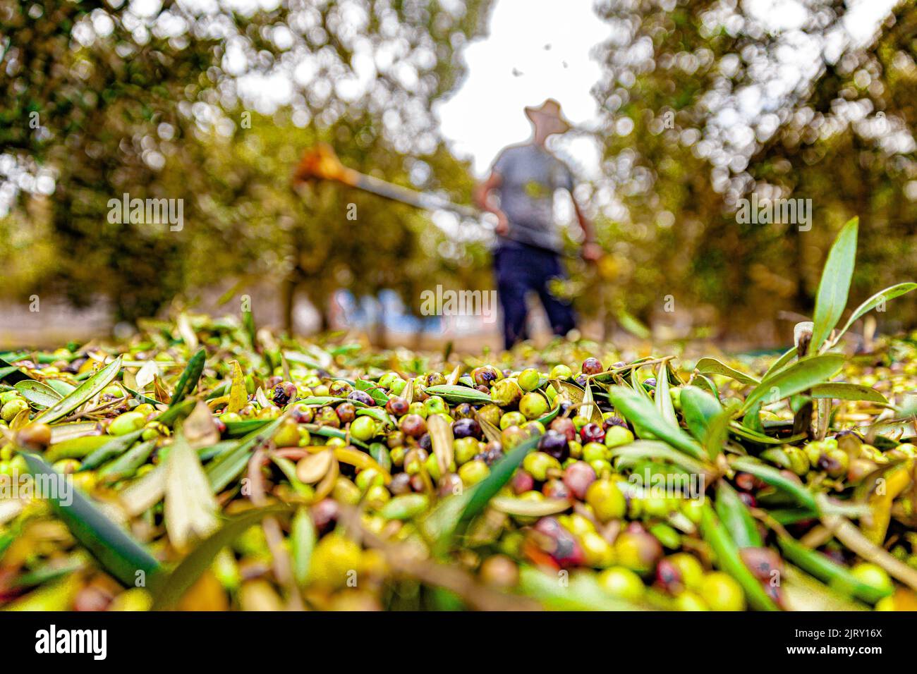 olive picking and processing Stock Photo Alamy