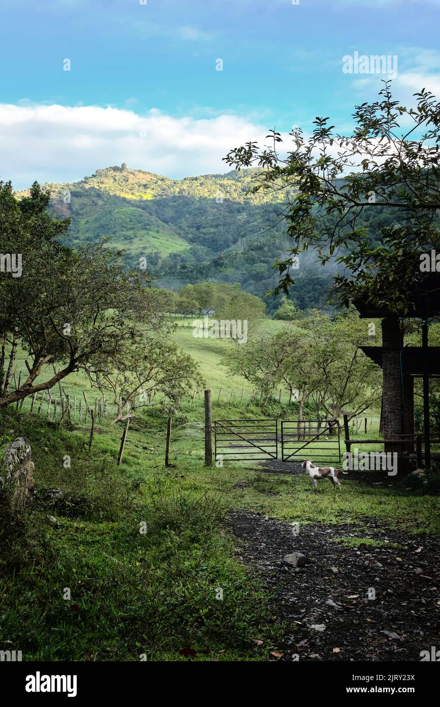 An open field on a farm in the Colombian Andes in the early morning ...