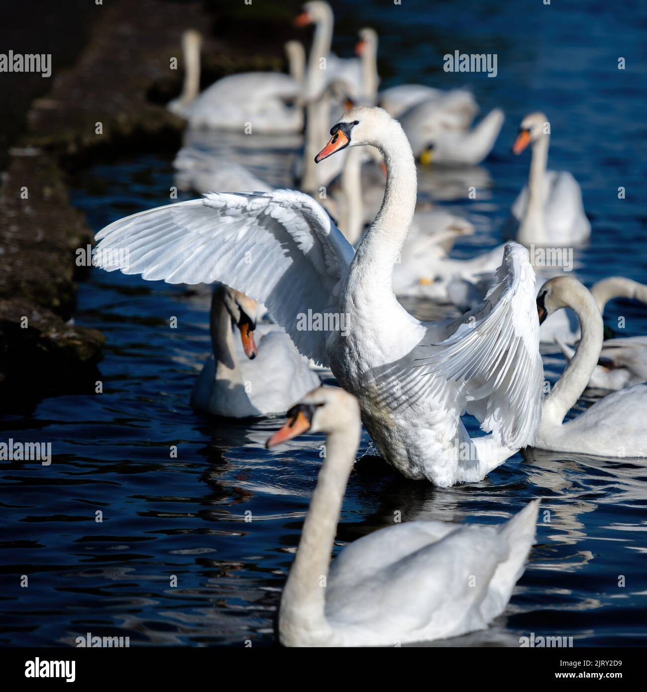 A flock of swans on a lakeshore Stock Photo - Alamy