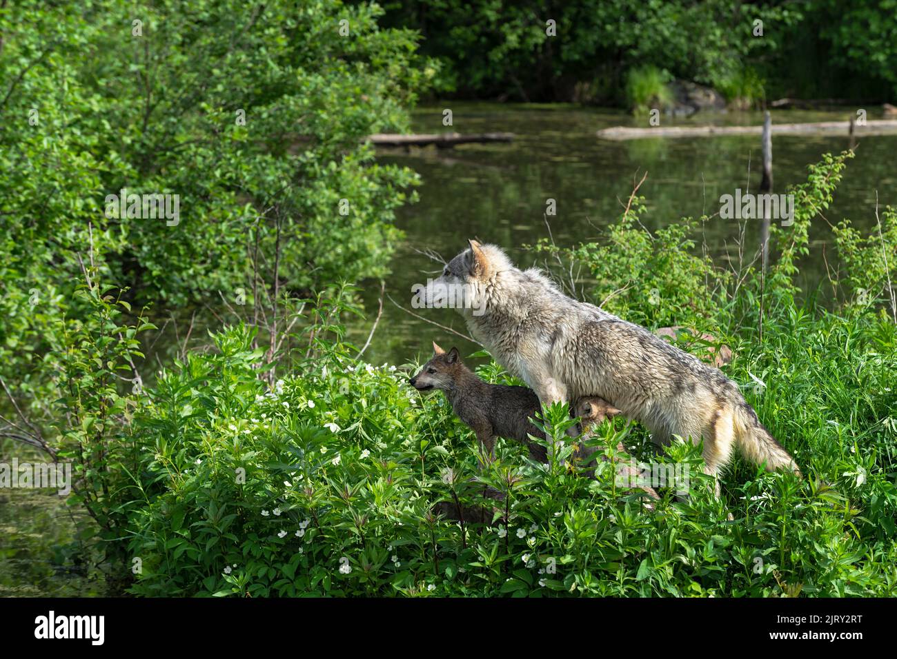 Three Grey Wolves (Canis lupus) Adult and PupsLook Left On Island Summer captive animals Stock
