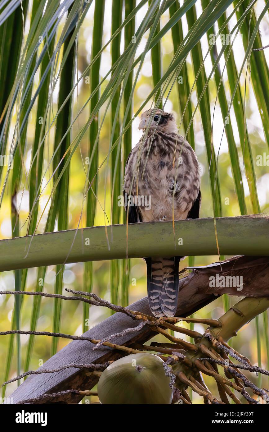 Immature Yellow-headed caracara (Milvago chimachima) perching on a branch and surrounded with green leaves along Sierpe river, near Corcovado park Stock Photo