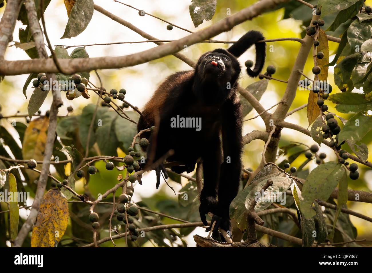 Spider monkey (Simia paniscus) perching on branches in Corcovado national park rainforest during a sunny day, Costa Rica Stock Photo