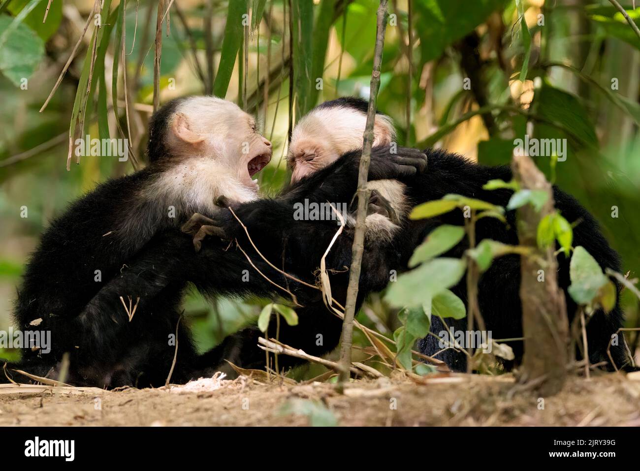 Couple of white-faced capuchins / white headed capuchins (Cebus imitator) playing along Sierpe river, Osa peninsula, Costa Rica Stock Photo