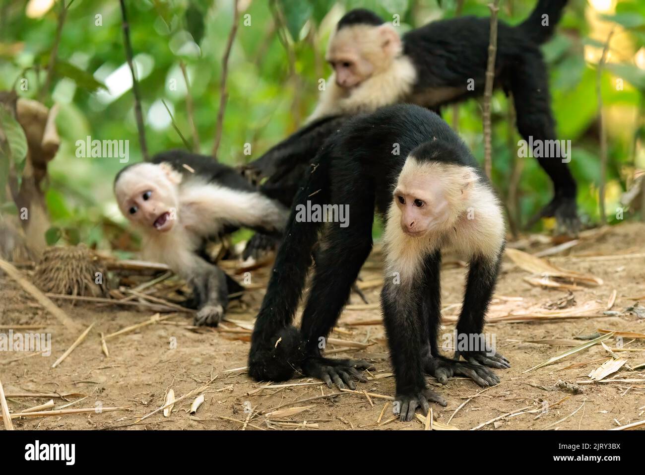 Group of white-faced capuchins / white headed capuchins (Cebus imitator) playing along Sierpe river, Osa peninsula, Costa Rica Stock Photo