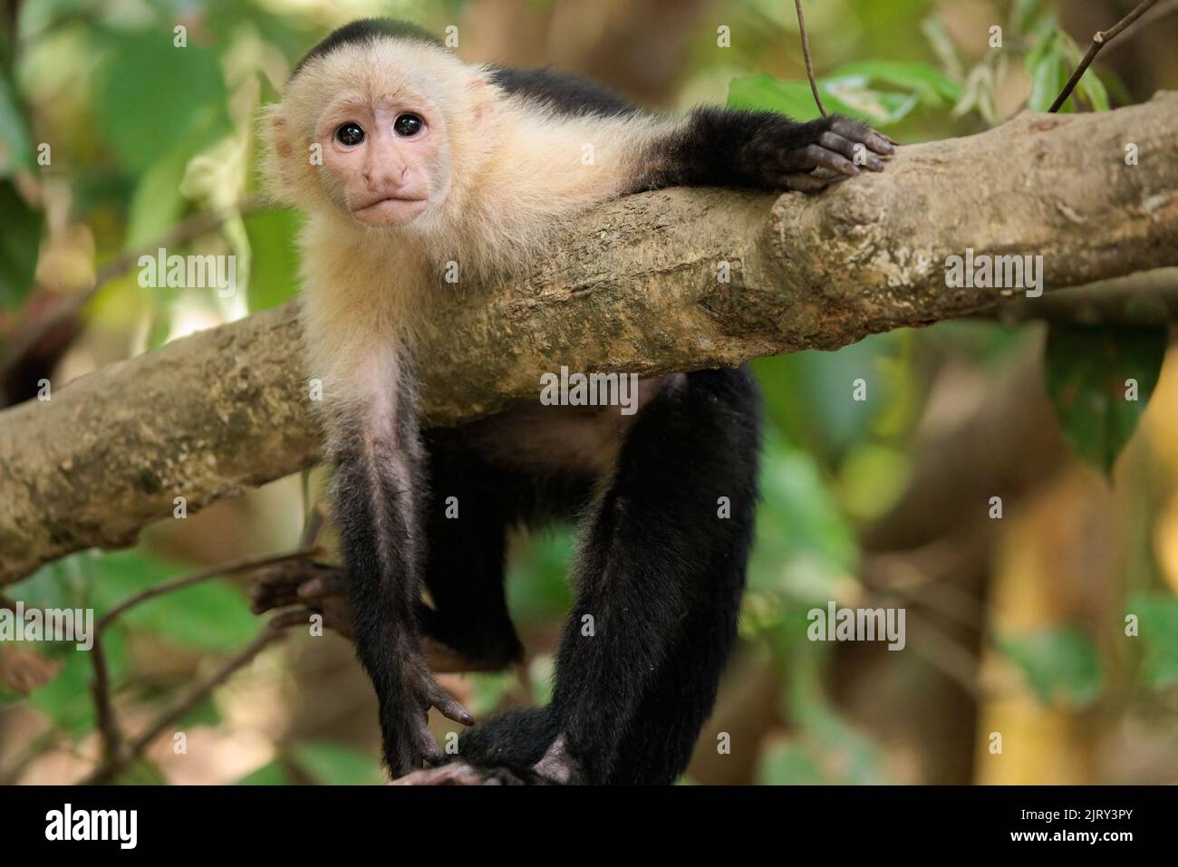 Funny white-faced capuchin / White headed capuchin (Cebus imitator) on a branch, Sierpe river near Corcovado national park, Osa peninsula, Costa Rica Stock Photo