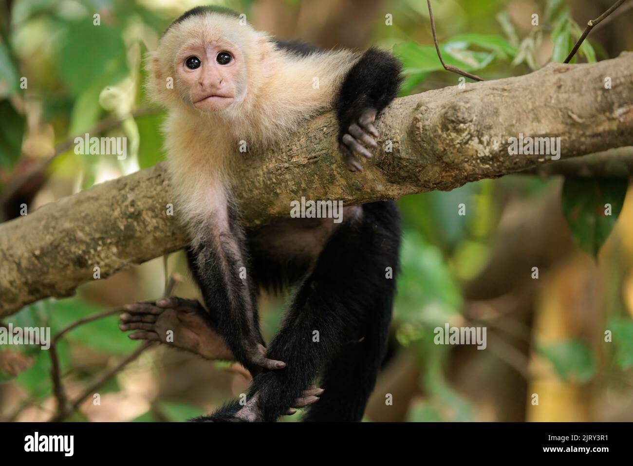 Funny white-faced capuchin / White headed capuchin (Cebus imitator) on a branch, Sierpe river near Corcovado national park, Osa peninsula, Costa Rica Stock Photo