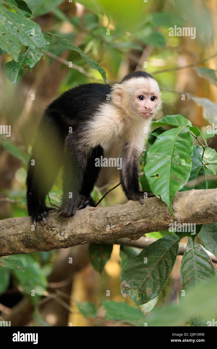 White-faced capuchin / White headed capuchin (Cebus imitator) on a branch along Sierpe river near Corcovado national park, Osa peninsula, Costa Rica Stock Photo
