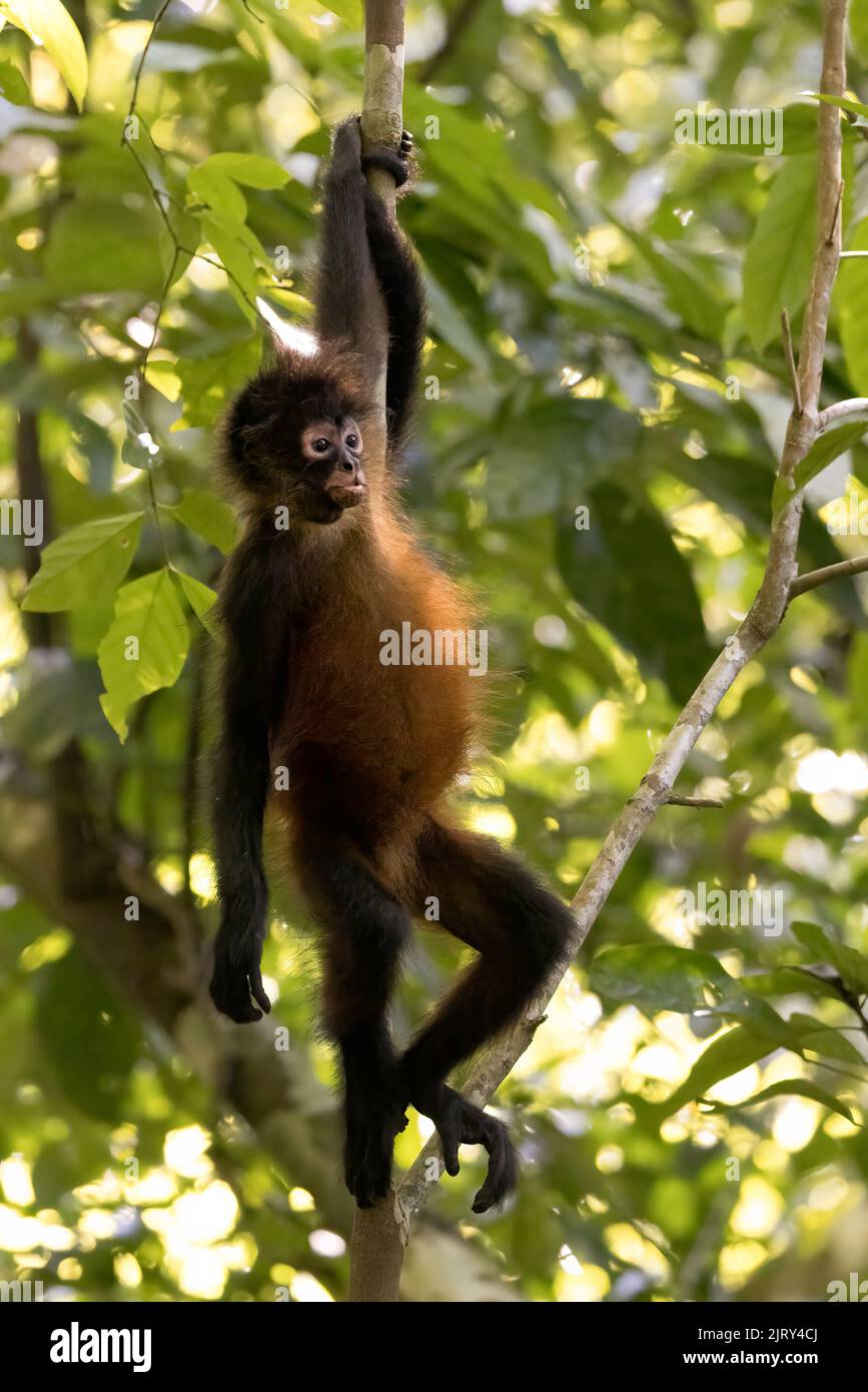 Black spider monkey (Simia paniscus) resting in a treel in Corcovado national park rainforest, Osa peninsula, Costa Rica Stock Photo