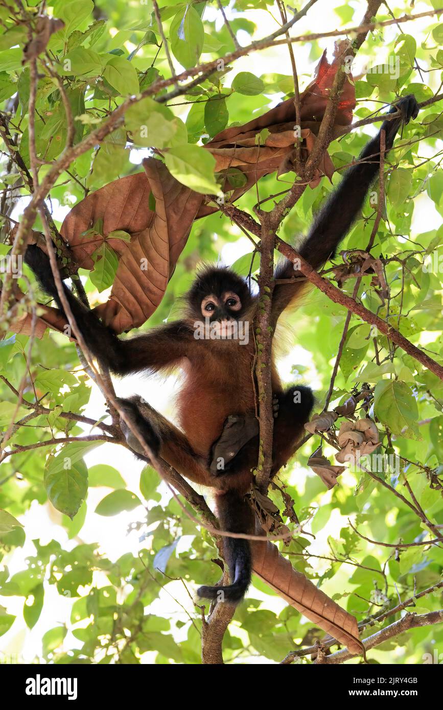 Black spider monkey (Simia paniscus) resting in a treel in Corcovado national park rainforest, Osa peninsula, Costa Rica Stock Photo