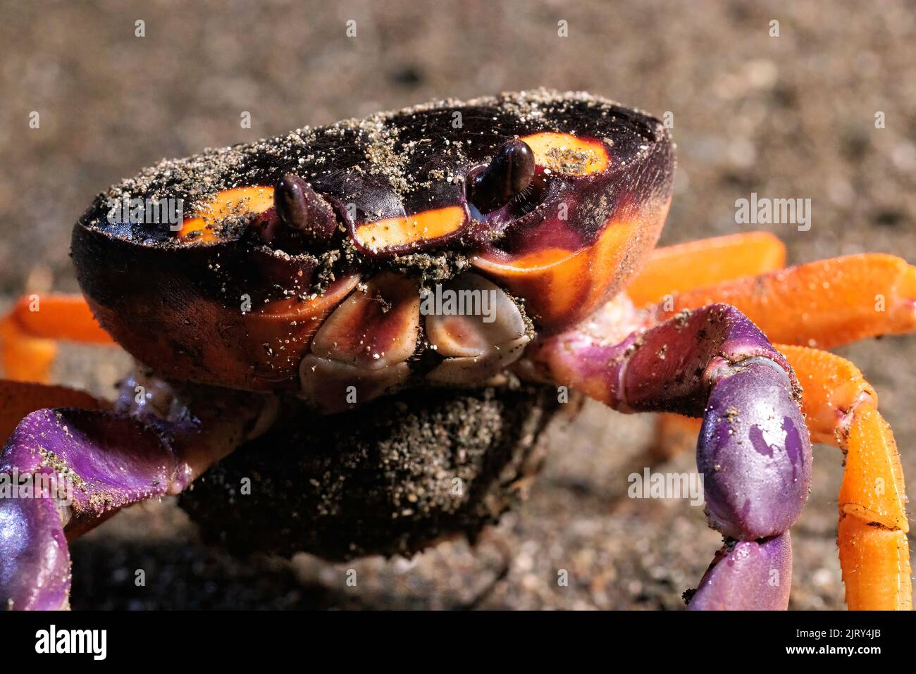 Halloween crab (Gecarcinus Quadratus) on the beach at night near Puerto
