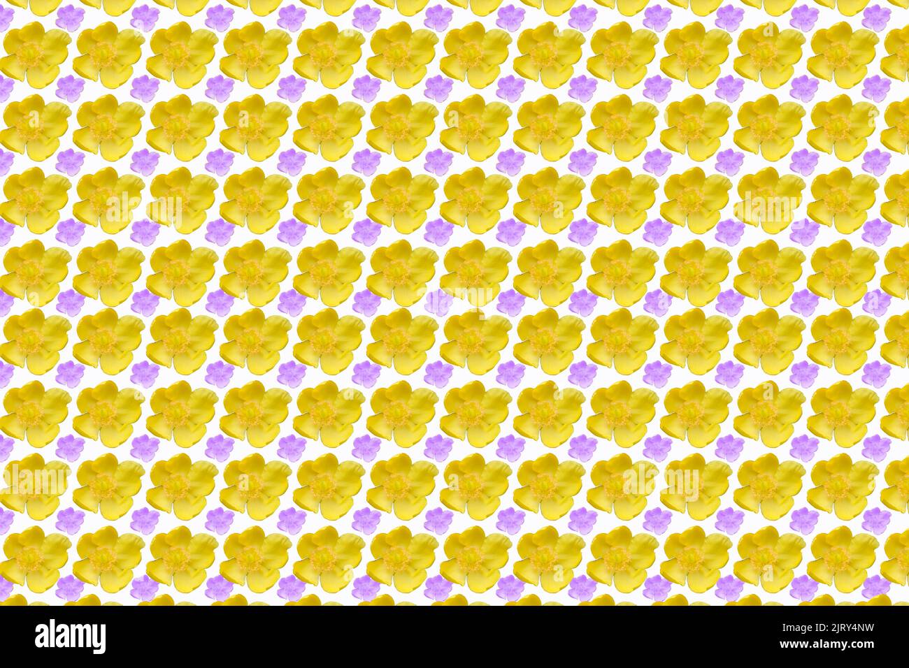 Yellow and purple flower wallpaper background on white Stock Photo Alamy