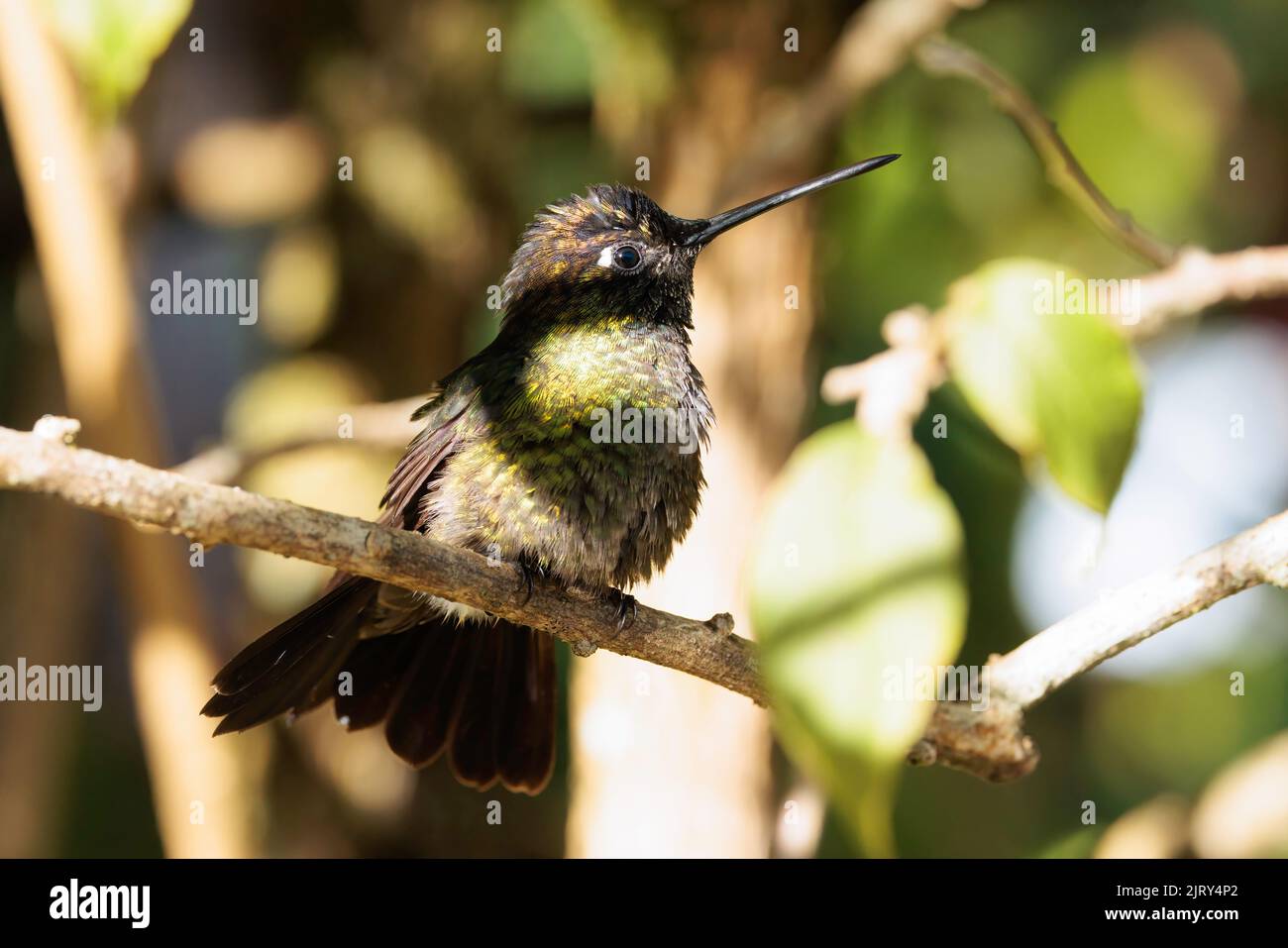 Male Talamanca hummingbird (Eugenes spectabilis) Stock Photo