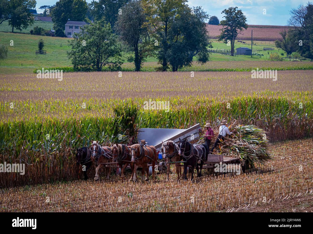 A View of Amish Harvesting There Corn Using Six Horses and Three Men as ...