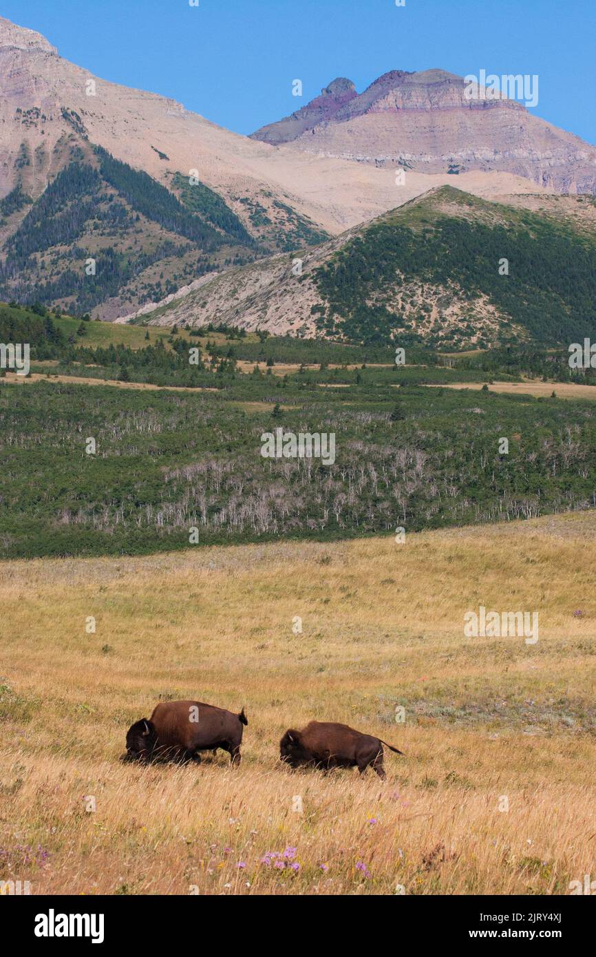 Plains bison grazing on rough fescue prairie grassland with foothills forest and Rocky Mountains in Waterton-Glacier International Peace Park, Canada Stock Photo