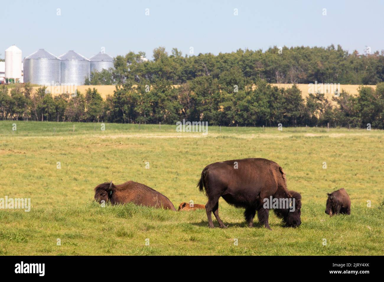 Bison grazing in pasture on a ranch in central Alberta, Canada Stock Photo