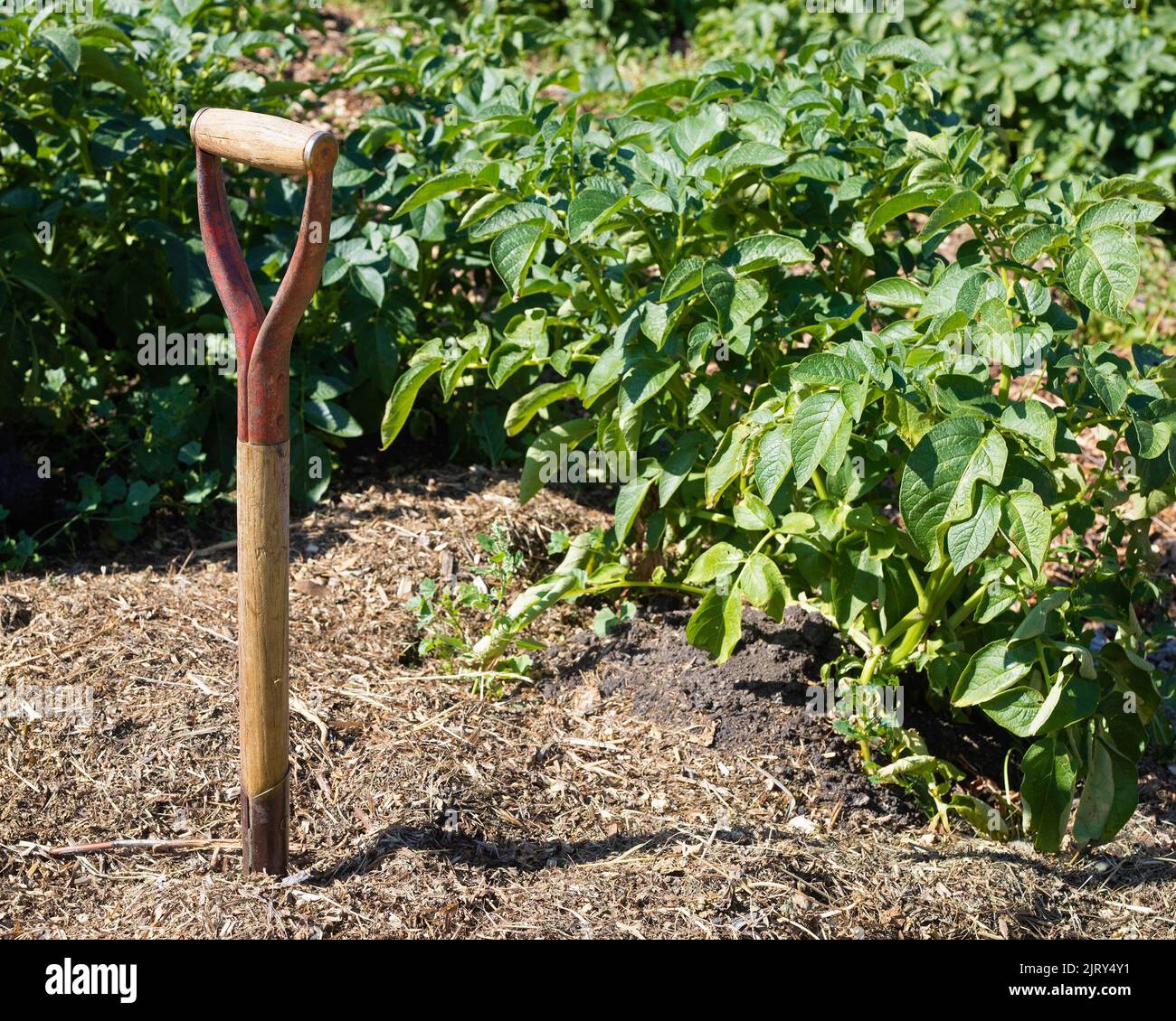 Potatoes in a sustainable garden with mulch and trowel in a permaculture farm on the Canadian prairies, Alberta, Canada. Stock Photo