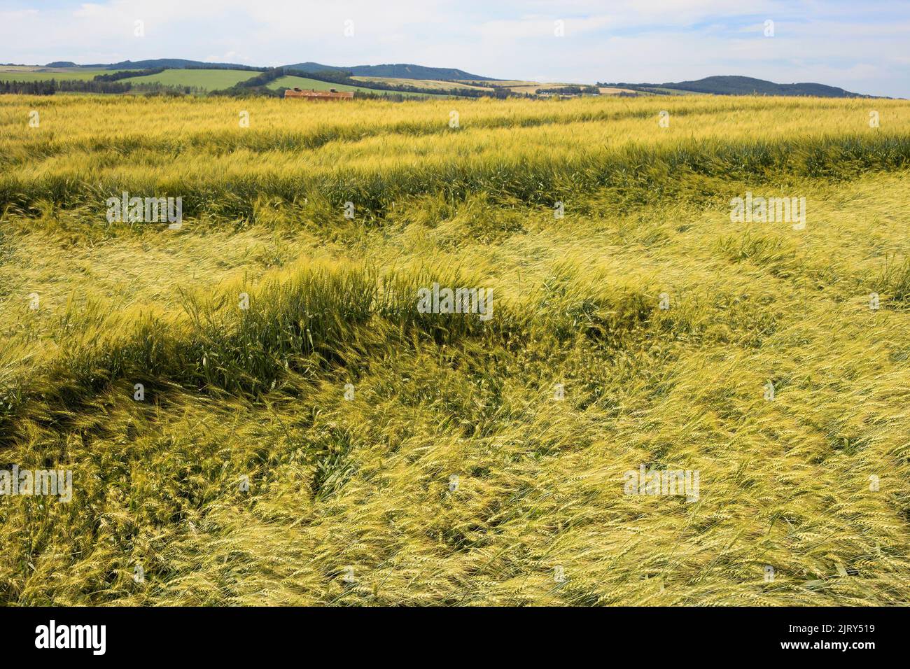 A wheat crop flattened by a rain storm and hail damage on a prairie farm field in summer, central Alberta, Canada. The crop is still harvestable. Stock Photo