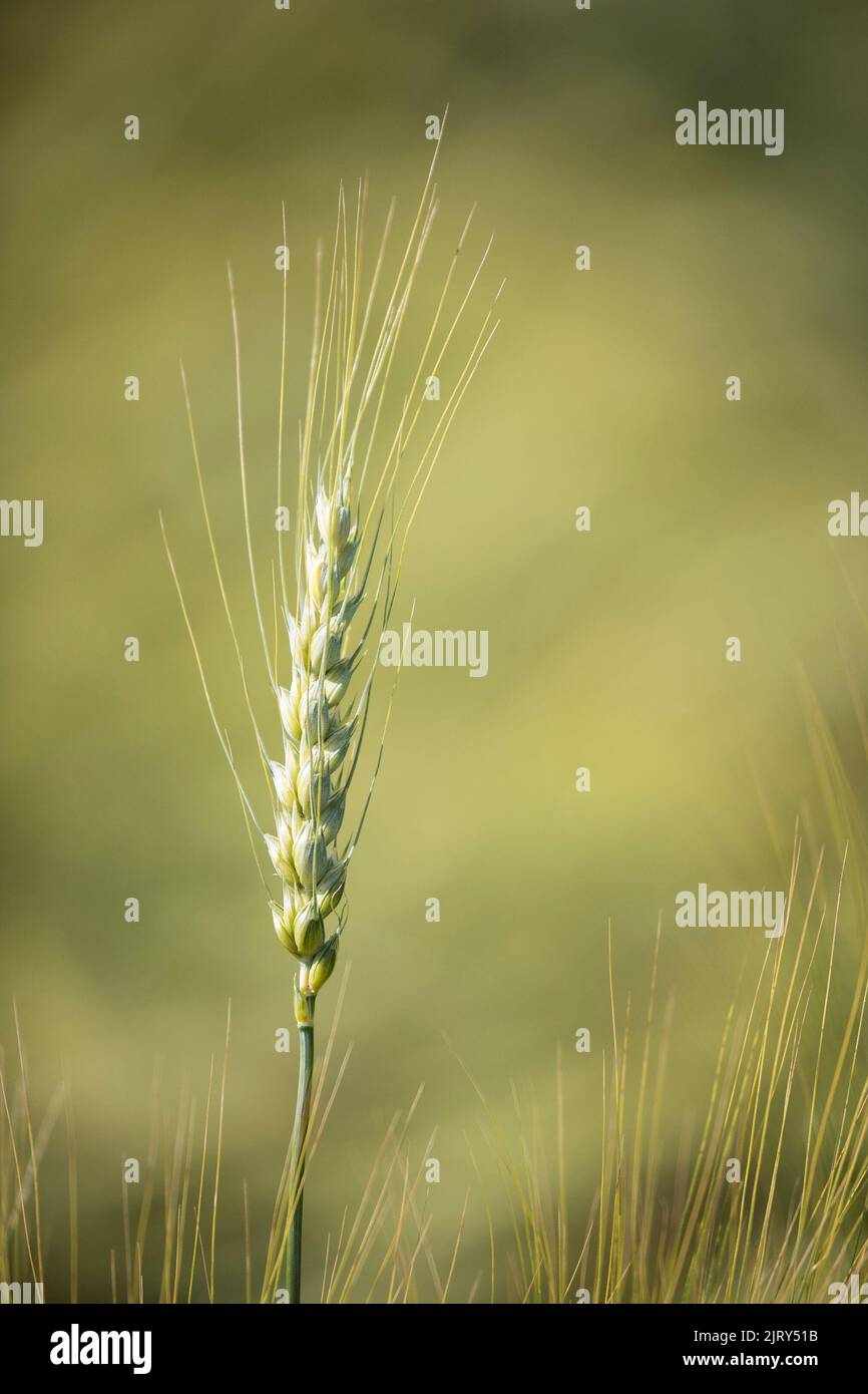 Canada Prairie Spring Wheat (CPS) AAC Penhold, a high yielding variety. Plant head with beard and kernels ripening in a farm field, central Alberta Stock Photo