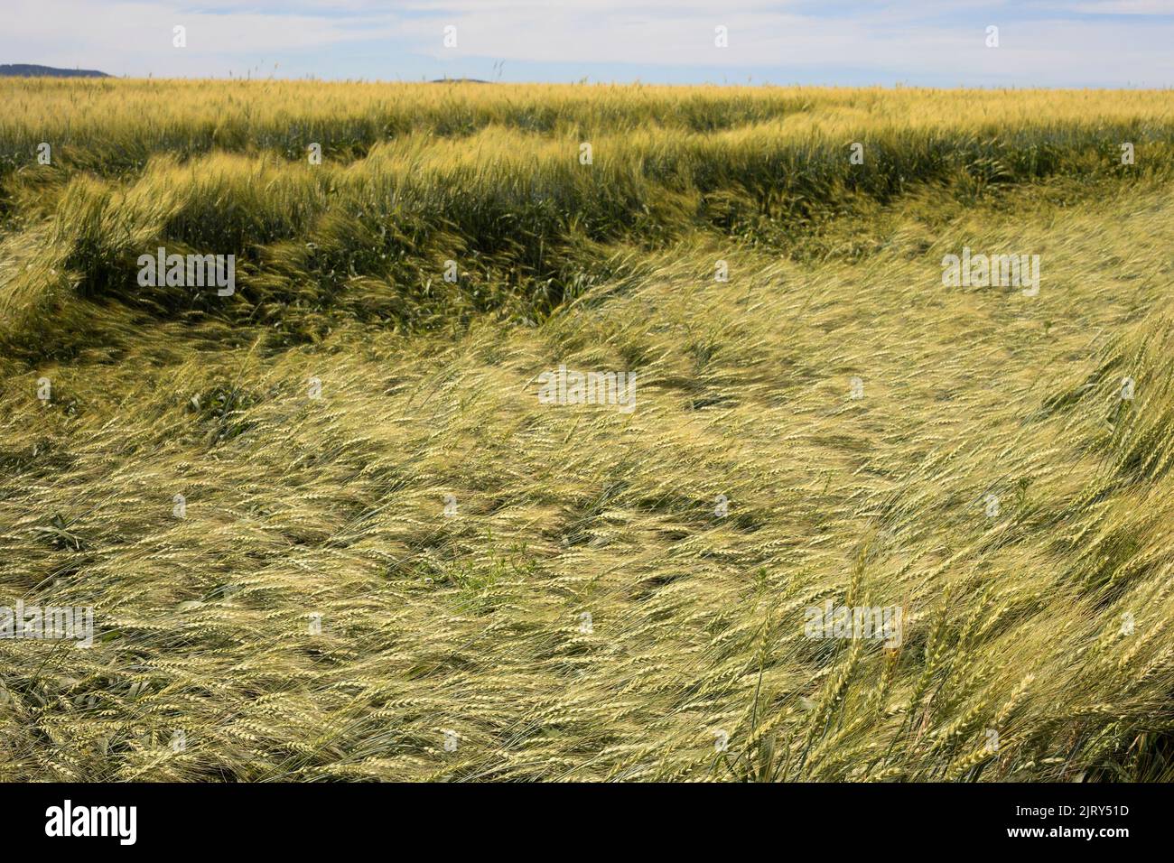 A wheat crop flattened by a rain storm and hail damage on a Canadian prairie farm field in summer, central Alberta. The crop is still harvestable. Stock Photo