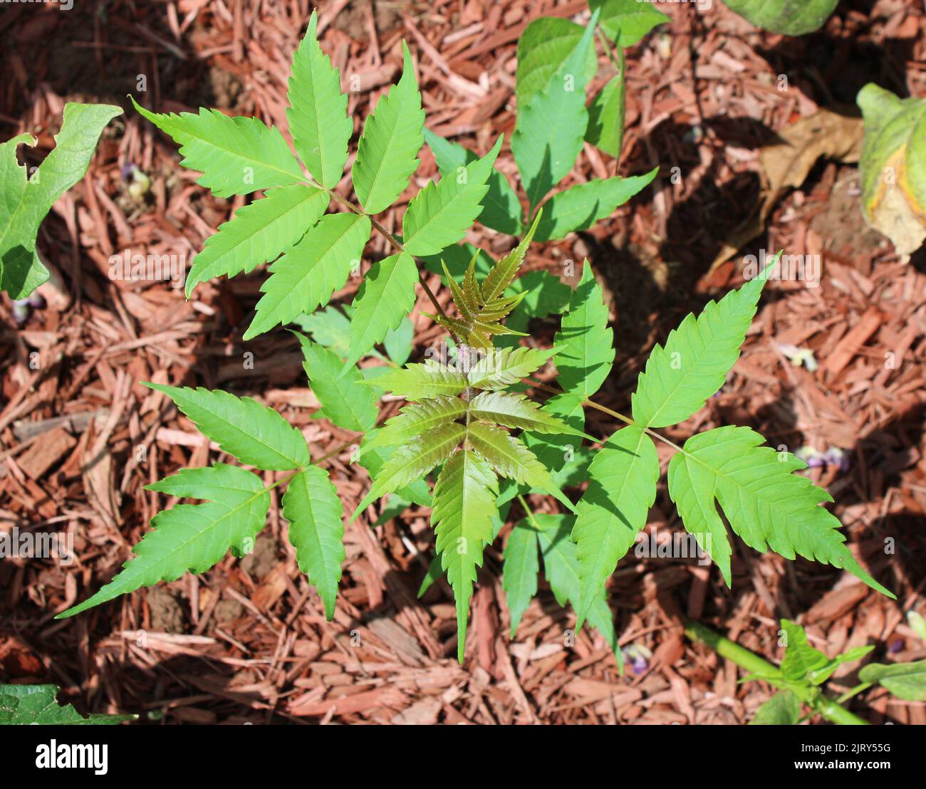 A Young Staghorn Sumac Sapling Stock Photo