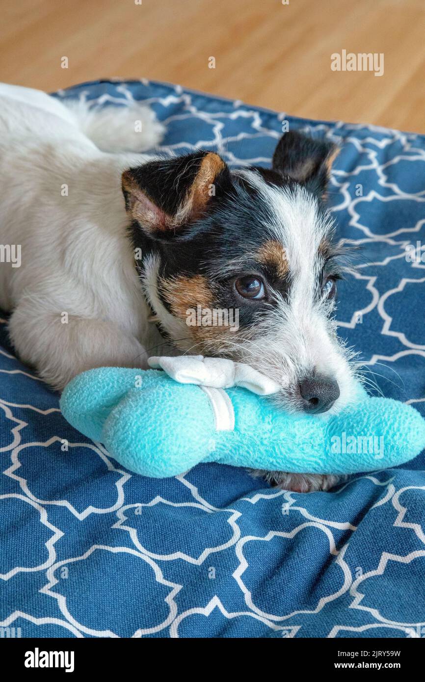 Puppy chewing toy hires stock photography and images Alamy