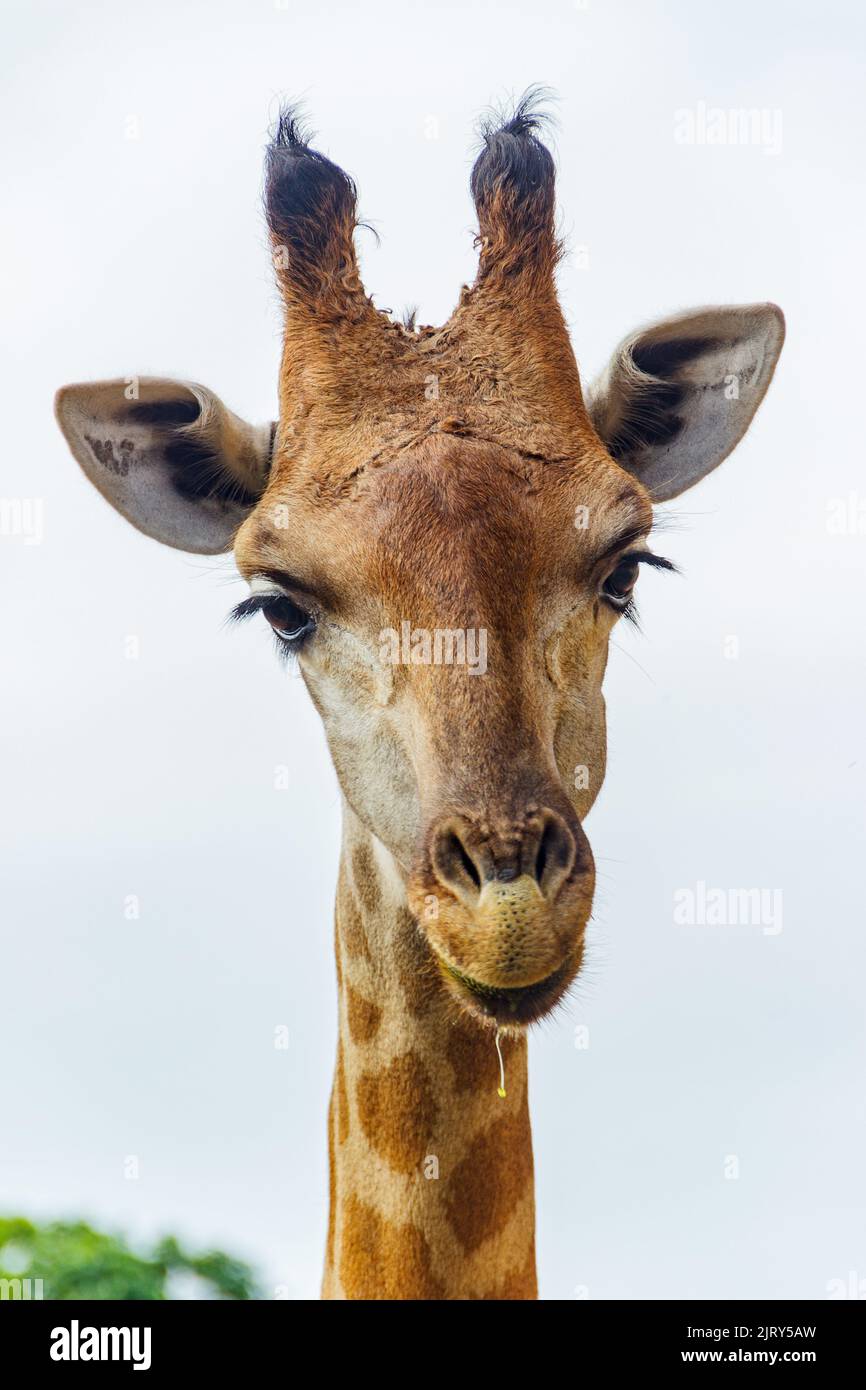 Beto carrero world park hi-res stock photography and images - Alamy