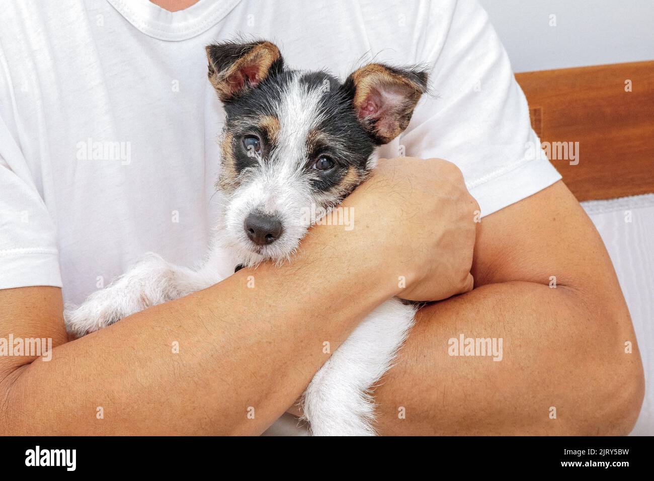 Adult male holding a Jack Russell puppy in his arms Stock Photo