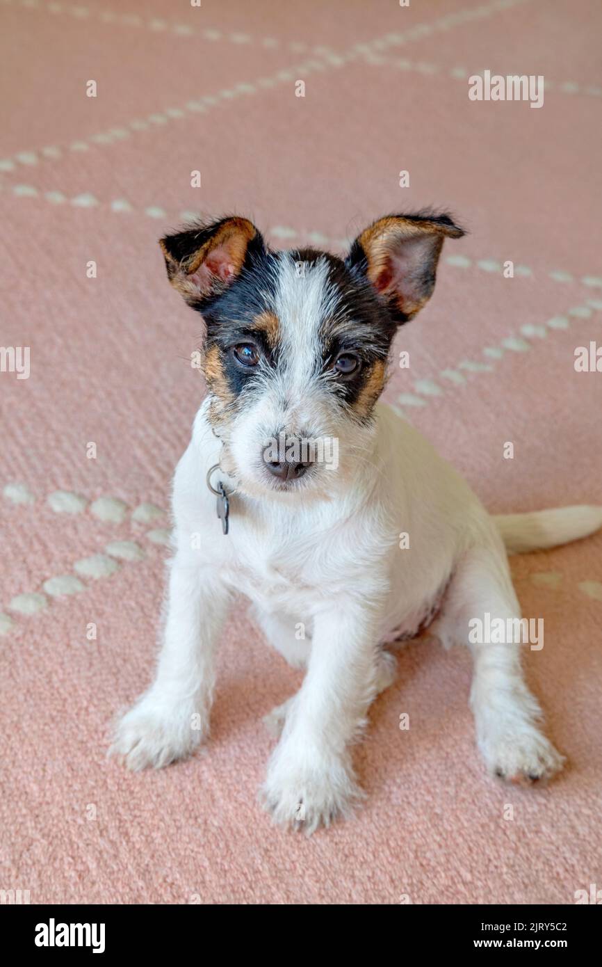 Three months Jack Russell puppy dog on a pink rug Stock Photo