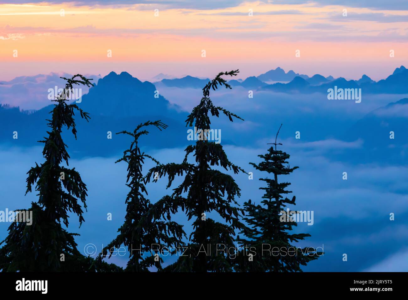 Mountain Hemlocks, Tsuga mertensiana, above low clouds at twilight, Evergreen Mountain Lookout, Cascade Range, Mt. Baker-Snoqualmie National Forest, W Stock Photo