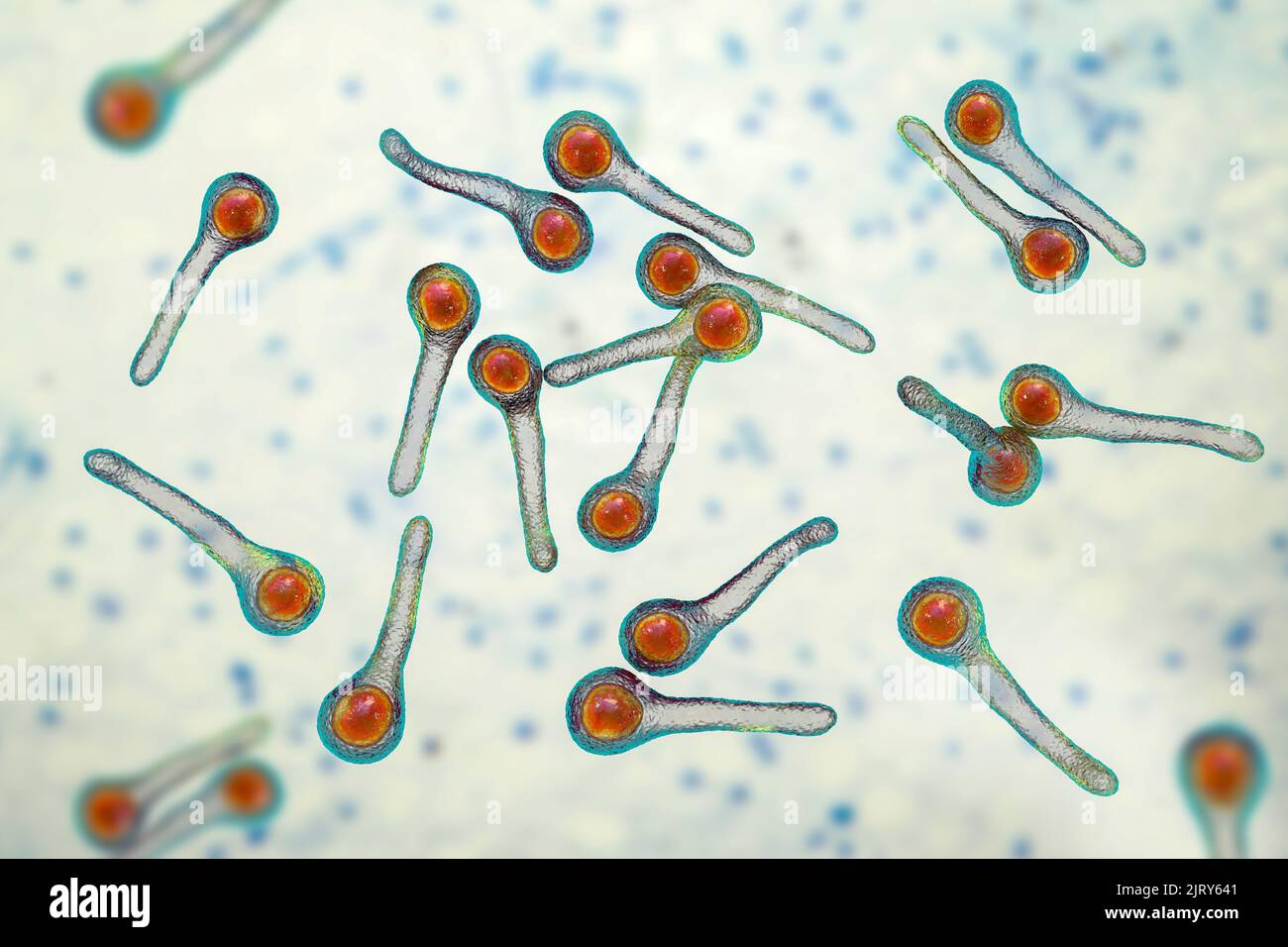 Tetanus bacteria, illustration Stock Photo